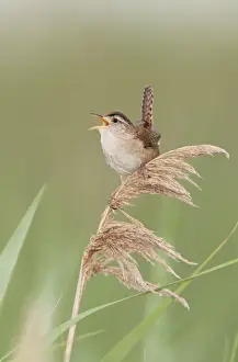 Marsh Wren - singing - Stratford, CT, USA in June