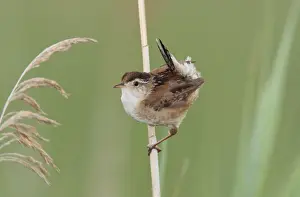 Wren Prints: Marsh Wren. Stratford, CT, USA in June
