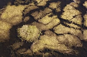 Marshland with aquatic plants aerial view