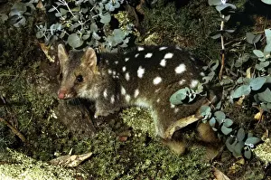 Marsupial Cat