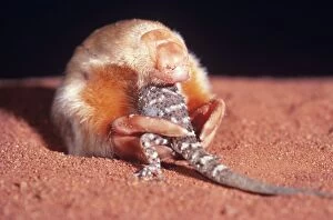 Images Dated 8th December 2005: Marsupial Mole / Itjari-itjari / Blind Sand Burrower - eating Gecko Tanami Desert, Australia