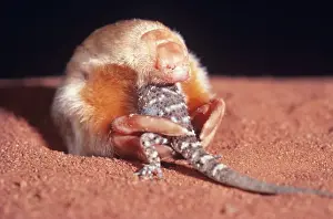 Blind Prints: Marsupial Mole / Itjari-itjari / Blind Sand Burrower - eating Gecko Tanami Desert