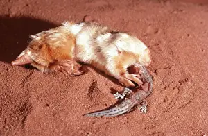 Marsupial Mole / Itjari-itjari / Blind Sand Burrower - eating Gecko Tanami Desert, Australia