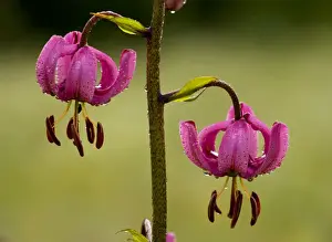 Montane Prints: Martagon Lily - with early morning dew and raindrops