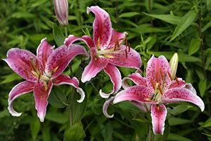Images Dated 1st August 2005: Martagon Lily - Garden hybrid Lower Saxony, Germany
