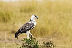 Images Dated 14th August 2011: Martial Eagle