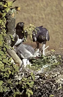 Fathers Prints: Martial Eagle