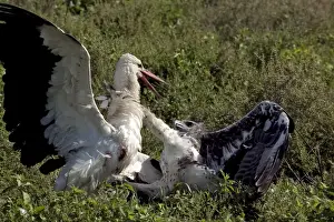 Martial Eagle - attacking White Stork - the fight lasted more than an hour but finally the Eagle was victorious - Ndutu area between Serengeti and Ngorongoro - Tanzania - Africa - Image series 2 of 4