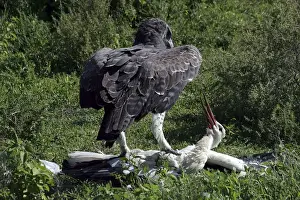 Martial Eagle - attacking White Stork - the fight lasted more than an hour but finally the Eagle was victorious - Ndutu area between Serengeti and Ngorongoro - Tanzania - Africa - Image series 3 of 4