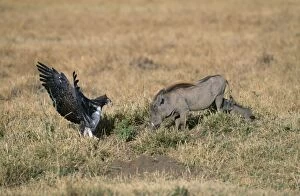 Martial EAGLE - confronting WARTHOG (Phacochoerus aethiopicus). Adult protecting young