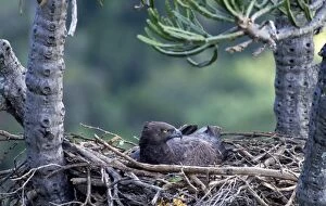 Bellicosus Gallery: Martial Eagle - female on nest