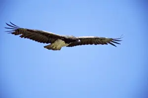 Martial Eagle - in flight