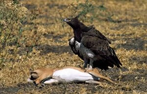 Bellicosus Gallery: Martial Eagle - on impala kill