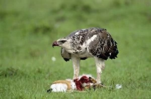 Bellicosus Gallery: Martial Eagle - juvenile eating its kill