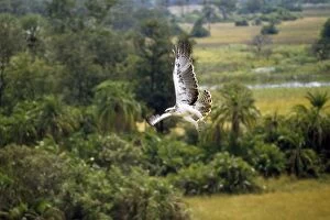Bellicosus Gallery: Martial Eagle - juvenile in flight