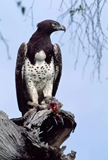 Bellicosus Gallery: Martial Eagle - perched on dead tree branch with kill: Genet