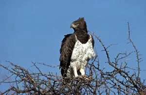 Bellicosus Gallery: Martial Eagle - perched on tree top
