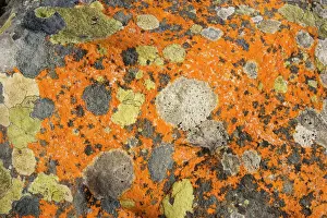 Orange Prints: Marvellous lichens on rock, Cape of Good Hope, Cape, South Africa
