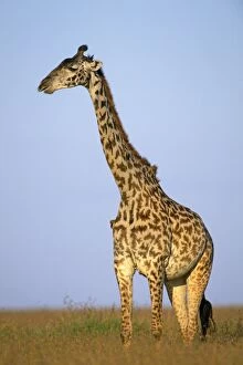 Images Dated 13th May 2013: Masai Giraffe