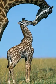 Size Prints: Masai Giraffe - adult with young