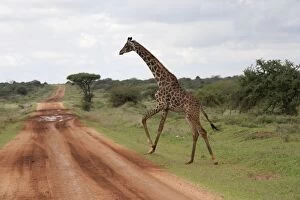 Images Dated 11th December 2010: Masai Giraffe - crossing road