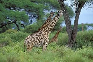 Tall Collection: Masai Giraffe East Africa. 3mb952