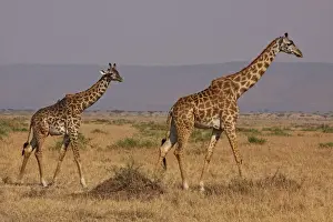 Masai Giraffe - family - Maasai Mara - Kenya