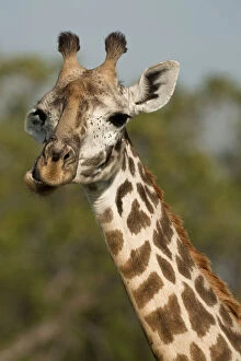 Images Dated 8th August 2012: Masai Giraffe, Giraffa camelopardalis tippelskirchi
