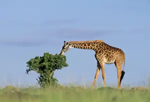 Masai Giraffe - Maasai Mara - Kenya