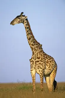 Masai Giraffe - Maasai Mara National Park, Kenya, Africa
