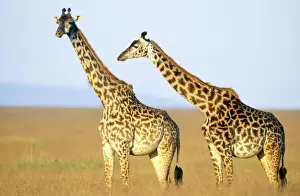 Symbiosis Prints: Masai Giraffe - Maasai Mara National Park - Kenya - Africa