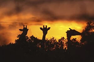 Images Dated 17th August 2010: Masai Giraffe - silhouetted at sunset