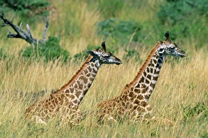 Camelopardalis Gallery: Masai Giraffe - two sitting down in long grass