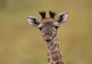 Masai Giraffe - young
