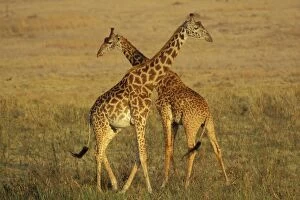 Images Dated 18th January 2005: Masai Giraffe - Young males 'necking' (dominance behavior). East Africa 3mb496