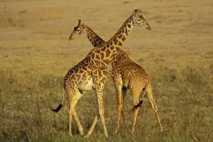 Conflict Prints: Masai Giraffe - Young males necking (dominance behavior). East Africa 3mb496