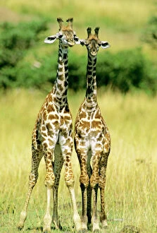 Images Dated 20th August 2009: Masai Giraffe - two young - Masai Mara National Reserve - Kenya JFL13586