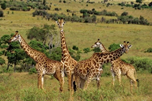 Tall Collection: Masai Giraffes - Serengeti National Park, Tanzania. 3MB254