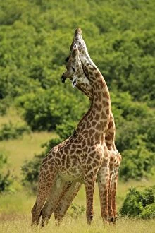 Masai / Maasai Giraffe - 2 males with necks entwined