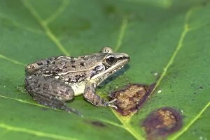 Images Dated 16th October 2006: Mascarene Rocket Frog - Enemic Madagascar