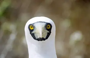 Booby Prints: Masked Booby