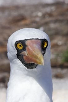 Masked Booby - close-up of head