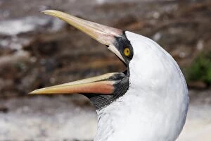 Masked Booby - close-up of head with beak open