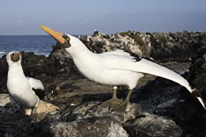 Images Dated 17th April 2005: Masked Booby. Espagnola Island. Galapagos Islands