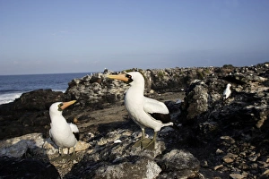 Images Dated 17th April 2005: Masked Booby. Espagnola Island. Galapagos Islands