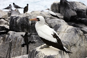 Images Dated 17th April 2005: Masked Booby. Espagnola Island. Galapagos Islands