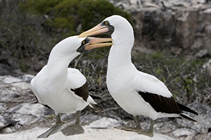 Images Dated 17th April 2005: Masked Booby. Espagnola Island. Galapagos Islands