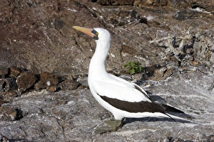 Images Dated 13th April 2005: Masked Booby. Genovesa Island. Galapagos Islands