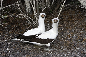 Images Dated 13th April 2005: Masked Booby. Genovesa Island. Galapagos Islands