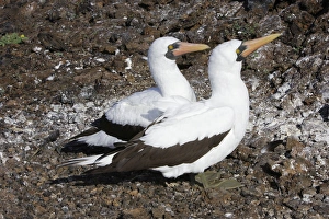 Images Dated 13th April 2005: Masked Booby. Genovesa Island. Galapagos Islands